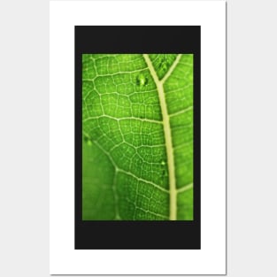 Fiddle Leaf Ficus Posters and Art